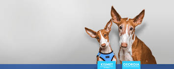 You morons couldn't be farther from the truth. Viagen Pets America S Pet Cloning Experts