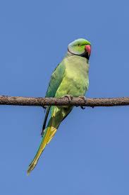 They are endemic only to south africa and live in the popular afromontane forests and woodlands near the south african coastline. Rose Ringed Parakeet Wikipedia