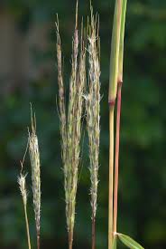 Image result for Bothriochloa
