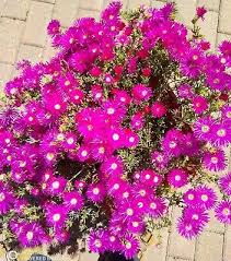 Image result for Lampranthus spp.