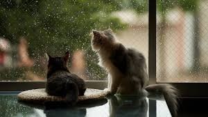 Kedi Isimleri En Populer 200 Kedi Ismi Kedi Blog