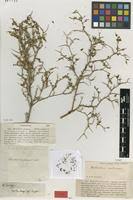 Image result for Melolobium