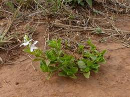 Image result for Justicia anagalloides