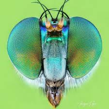 Still Dolichopodidae Long Legged Fly Canon 80d Reverse 18 55mm Raynox Dcr 250 Twin Flash Kx800 With Diy Diffuser L Led Panel Long Legged Fly Diffuser