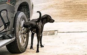 We did not find results for: Kenapa Anjing Pee Pada Tayar Kereta 2021