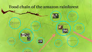 Food Chain Of The Amazon Rainforest By Leah T