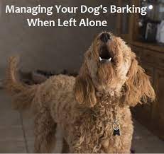 How To Deal With Dogs That Bark When Left Alone Pethelpful