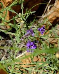 Image result for Anticharis senegalensis