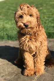 We did not find results for: Labradoodle Puppy Socialized Oregon The U S A Great Day Labradoodles