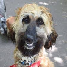 cvaq8j0uiaaawup jpg large 960 960 australian shepherd windhunde hunde