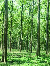 Image result for Tectona