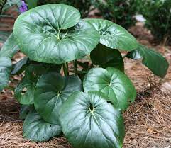 Many plants will grow larger when grown in full. Leopard Plant Home Garden Information Center
