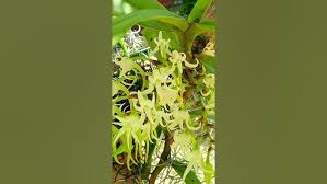 Image result for Cyrtorchis arcuata