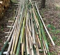 Looking for straight dry bamboo for crafts and projects