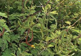 Image result for Acacia karroo