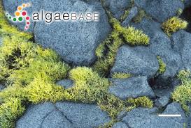 Image result for Cussonia arenicola