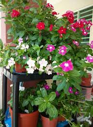Pokok Bunga Vinca Vinca Plants Garden