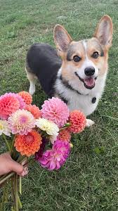 September… the start of the cool weather and dahlias. Not mad about it 🥰