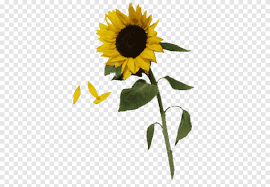 Other types of sunflowers include the california royal sunflower, which has a. Musik Video Lagu Youtube Youtube Bunga Matahari Estetika Png Pngegg