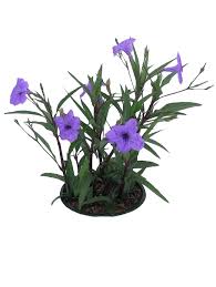 Image result for Ruellia praetermissa