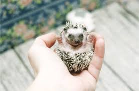 House training takes a lot of commitment, but once a good routine is established, you can resume the aisles of your nearest pet store are filled to the brim with products you may or may not need. A List And Information On The Easiest To Care For Exotic Pets