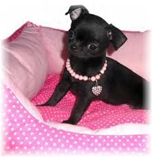 Petit Chiot Chihuahua Noir Poil Court Une Ravissante Petite Femelle Baby Chihuahua Cute Puppies Dog Cat