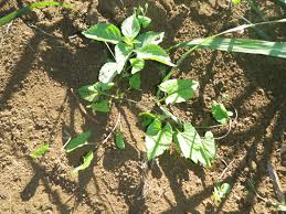 Image result for Convolvulus farinosus