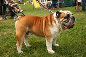 Wie groß wird eine ausgewachsene englische bulldogge? Englische Bulldogge Wikipedia