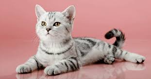 Clear & smooth cutout edges. Remove Image Backgrounds In One Click With The Depositphotos Free Tool Depositphotos Blog