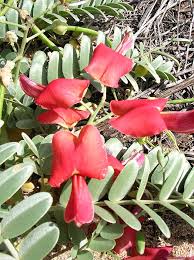 Image result for Sesbania keniensis