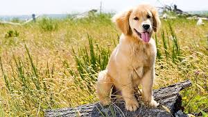 10411 river park place truckee, ca 96161. Sierra Pet Clinic 10411 River Park Pl Truckee Ca 96161