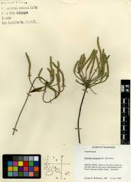 Image result for Elytraria