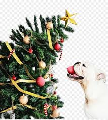 This is another method to make a mini christmas tree craft ideas but with paper. Christmas Tree Drawing Png Download 1904 2100 Free Transparent Cute Dog Png Download Cleanpng Kisspng