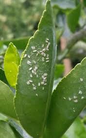 In many cases, heavy infestations build up unnoticed before plants begin to show damage. Do Ants Eat Scale On Lime Trees Gardening Landscaping Stack Exchange