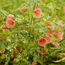 Image result for Abutilon