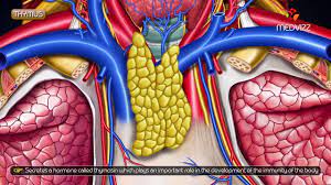 Gross Anatomy Of Thymus Location And Relations Gross Anatomy Anatomy Endocrine System