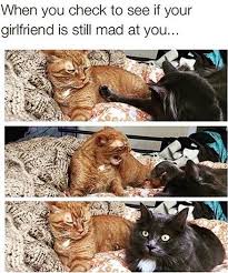 When You Check To See If Your Gf Is Still Mad At You Funny Animal Pictures Funny Animals Animals