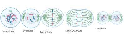 Labeled diagram of plant cell, created with biorender.com. Explain Mitosis With A Neat Labelled Diagram Class 11 Biology Cbse