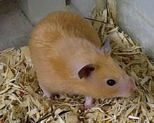 A page about syrian hamsters (golden hamsters). Golden Hamster Wikipedia