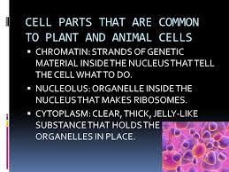 Plant and animal cell video download. Plant And Animal Cells Ppt Video Online Download