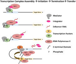 Choose from 226 different sets of flashcards about rna polymerase on quizlet. Rna Polymerase Ii Transfer Model Depicted Are Steps Involved In The Download Scientific Diagram