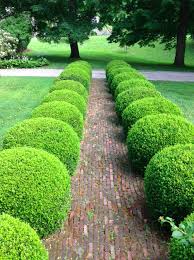 Boxwood Path Beautiful Gardens Garden Inspiration Outdoor Gardens