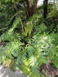 Image result for Blechnum tabulare
