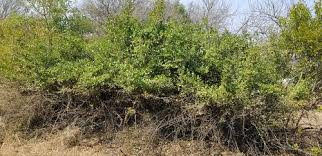 Image result for Grewia sulcata