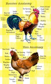 Rooster Anatomy And Hen Anatomy Chicken Anatomy Raising Chickens Chicken Breeds