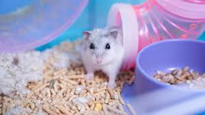 You Can Spend Hundreds Of Dollars On Toys, Snacks, And Sprays, But Nothing  Beats The Classic: The Toilet Paper Roll. : R/Hamsters