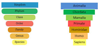 diversity in living organisms chapter notes dronstudy com