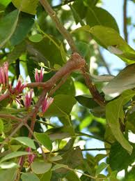 Image result for Tapinanthus