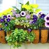 Fushias grow best in partial shade and prefer cooler temperatures. 1