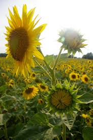 Black Barn Lebanon Ohio Sunflowers Rise Above Natorps Sunflower Field Mason Ohio Sunflower Fields Bright Side Of Life Sunflower